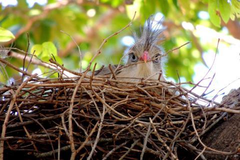 Bird’s nest. The French for "bird’s nest" is "nid d’oiseau". Bird’s nest. The French for "bird’s nest" is "nid d’oiseau".