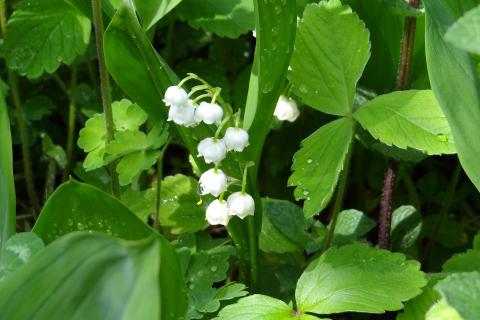 A sprig of lily of the valley. The French for "a sprig of lily of the valley" is "un brin de muguet". A sprig of lily of the valley. The French for "a sprig of lily of the valley" is "un brin de muguet".