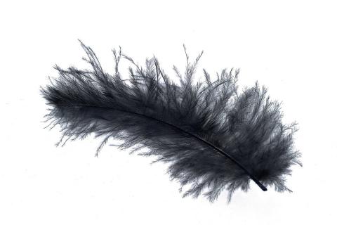 Feather. The French for "feather" is "plume". Feather. The French for "feather" is "plume".