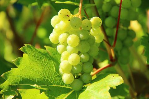 Some green grapes; some white grapes. The French for "some green grapes; some white grapes" is "des raisins blancs". Some green grapes; some white grapes. The French for "some green grapes; some white grapes" is "des raisins blancs".