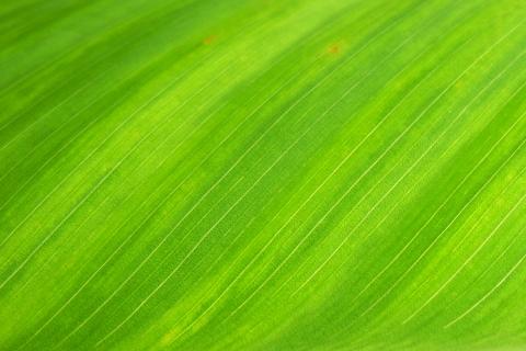 Green (feminine). The French for "green (feminine)" is "verte".