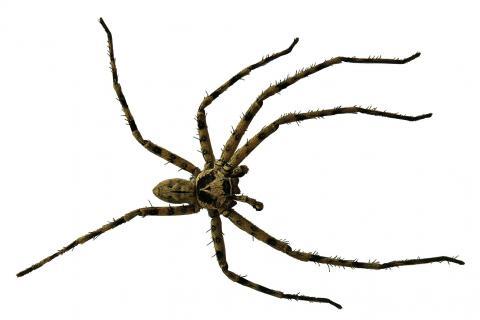 Spider. The French for "spider" is "araignée". Spider. The French for "spider" is "araignée".