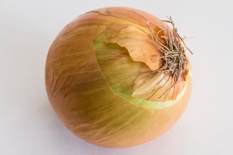 The onion. The French for "the onion" is "l’oignon". The onion. The French for "the onion" is "l’oignon".