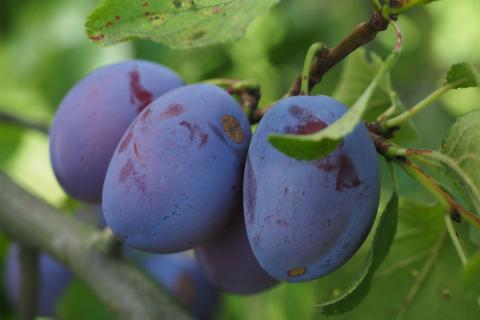 The plum. The French for "the plum" is "la prune".