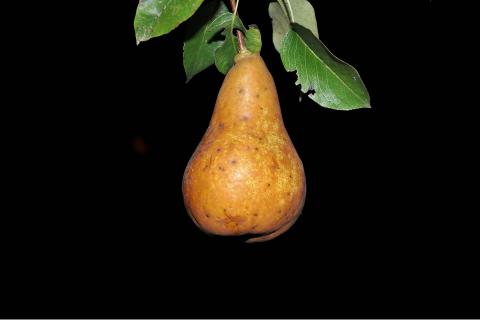 A pear. The French for "a pear" is "une poire". A pear. The French for "a pear" is "une poire".