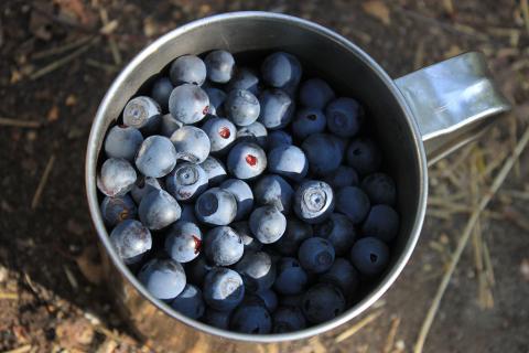 A blueberry. The French for "a blueberry" is "une myrtille". A blueberry. The French for "a blueberry" is "une myrtille".