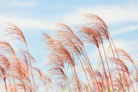 It’s windy today.. The French for "It’s windy today." is "Il y a du vent aujourd’hui.". It’s windy today.. The French for "It’s windy today." is "Il y a du vent aujourd’hui.".
