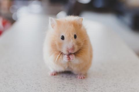 A hamster. The French for "a hamster" is "un hamster". A hamster. The French for "a hamster" is "un hamster".