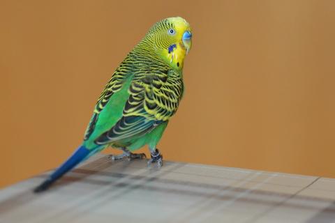 A budgie. The French for "a budgie" is "une perruche". A budgie. The French for "a budgie" is "une perruche".