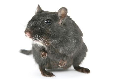 Rats. The French for "rats" is "rats". Rats. The French for "rats" is "rats".