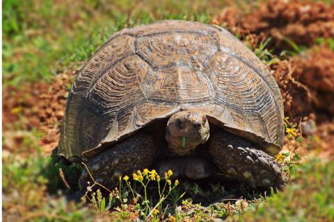 A tortoise. The French for "a tortoise" is "une tortue". A tortoise. The French for "a tortoise" is "une tortue".