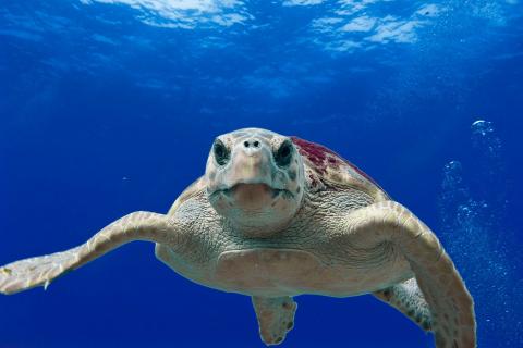 Turtle. The French for "turtle" is "tortue marine". Turtle. The French for "turtle" is "tortue marine".