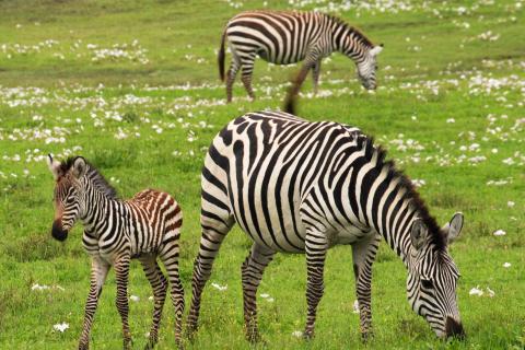 Zebras. The French for "zebras" is "zèbres". Zebras. The French for "zebras" is "zèbres".