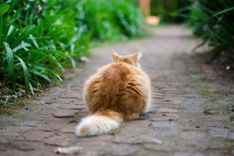 A tail. The French for "a tail" is "une queue".