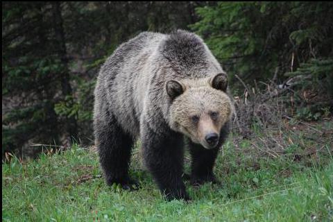 The bear. The French for "the bear" is "l’ours". The bear. The French for "the bear" is "l’ours".