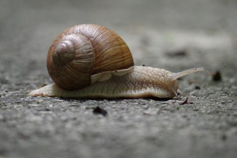 Slow. The French for "slow" is "lent". Slow. The French for "slow" is "lent".