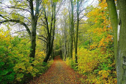 A wood. The French for "a wood" is "un bois". A wood. The French for "a wood" is "un bois".