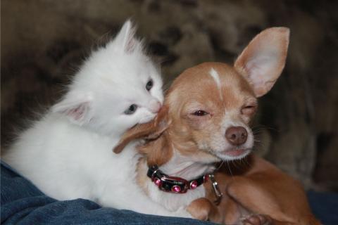 The animals. The French for "the animals" is "les animaux". The animals. The French for "the animals" is "les animaux".