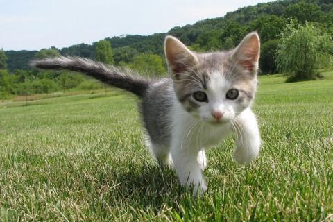 Kitty. The French for "kitty" is "minette". Kitty. The French for "kitty" is "minette".