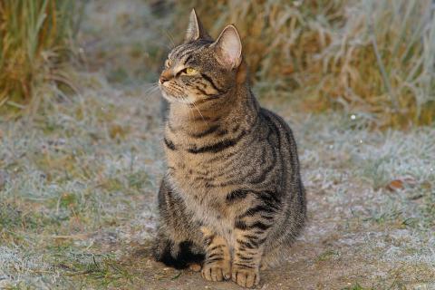 Female cat. The French for "female cat" is "chatte". Female cat. The French for "female cat" is "chatte".