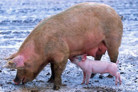 Sow. The French for "sow" is "truie".