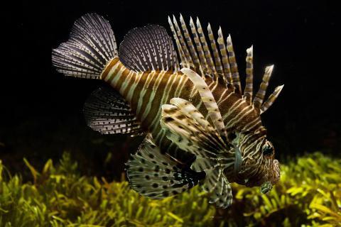Fish. The French for "fish" is "poisson". Fish. The French for "fish" is "poisson".