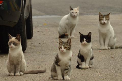 Cats. The French for "cats" is "chats". Cats. The French for "cats" is "chats".