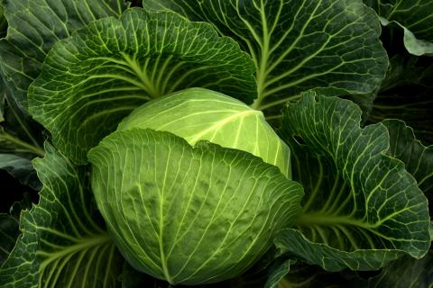 The cabbage. The French for "the cabbage" is "le chou". The cabbage. The French for "the cabbage" is "le chou".