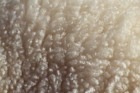 Wool. The French for "wool" is "laine". Wool. The French for "wool" is "laine".