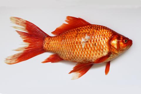 Goldfish. The French for "goldfish" is "poisson rouge". Goldfish. The French for "goldfish" is "poisson rouge".