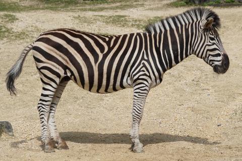 Zebra. The French for "zebra" is "zèbre". Zebra. The French for "zebra" is "zèbre".