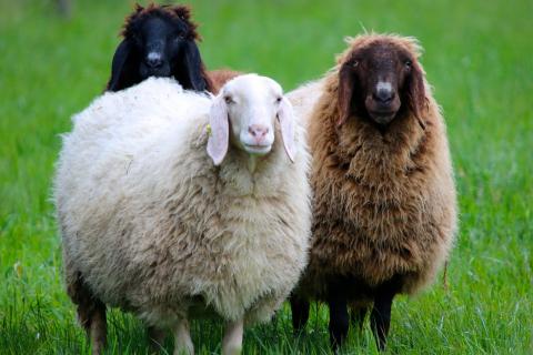 Sheep (plural). The French for "sheep (plural)" is "moutons". Sheep (plural). The French for "sheep (plural)" is "moutons".
