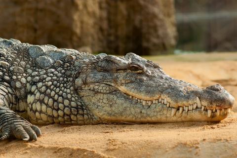 Alligator; crocodile. The Thai for "alligator; crocodile" is "จระเข้".