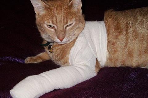 A cat with a bandage. The Thai for "a cat with a bandage" is "แมวกับผ้าพันแผล".