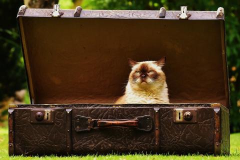 A cat in a leather suitcase. The Thai for "a cat in a leather suitcase" is "แมวในกระเป๋าหนัง".