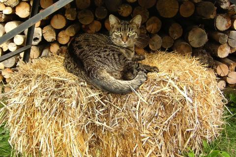 A cat on a little haystack. The Thai for "a cat on a little haystack" is "แมวบนกองฟางเล็กๆ".