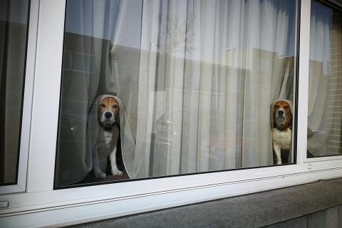 Two dogs looking out of a window. The Thai for "two dogs looking out of a window" is "สุนัขสองตัวมองไปนอกหน้าต่าง".