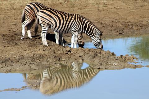 Two zebras drinking water at the swamp. The Thai for "two zebras drinking water at the swamp" is "ม้าลายสองตัวดื่มน้ำที่บึง".