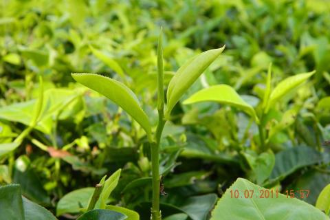 Tea leaves. The Thai for "tea leaves" is "ใบชา".