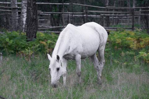 A white horse eating grass. The Thai for "a white horse eating grass" is "ม้าสีขาวกำลังกินหญ้า".