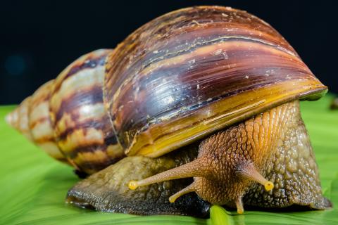 Snail. The Thai for "snail" is "หอยทาก". Snail. The Thai for "snail" is "หอยทาก".