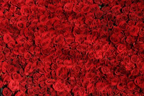 Red. The Thai for "red" is "แดง". Red. The Thai for "red" is "แดง".