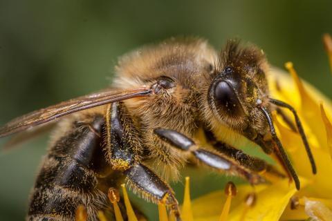 Bee. The Thai for "bee" is "ผึ้ง". Bee. The Thai for "bee" is "ผึ้ง".