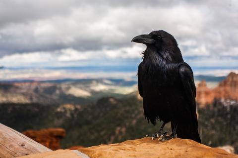 Crow. The Thai for "crow" is "กา". Crow. The Thai for "crow" is "กา".