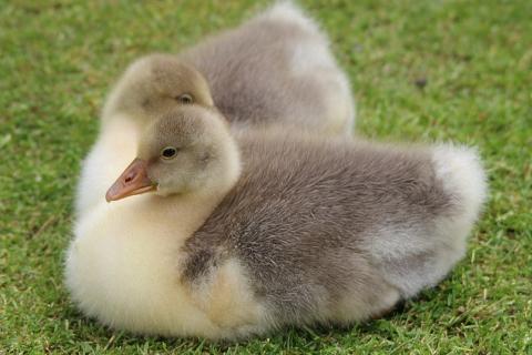 Gosling. The Thai for "gosling" is "ลูกห่าน". Gosling. The Thai for "gosling" is "ลูกห่าน".