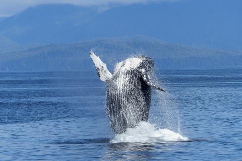 Whale. The Thai for "whale" is "ปลาวาฬ". Whale. The Thai for "whale" is "ปลาวาฬ".