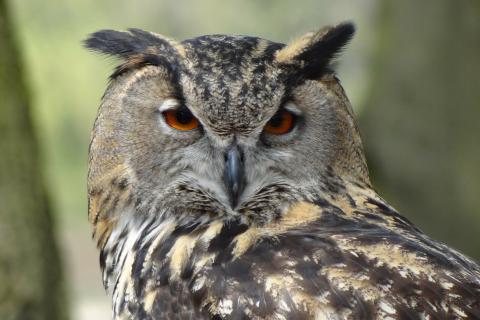 Owl. The Thai for "owl" is "ฮูก".