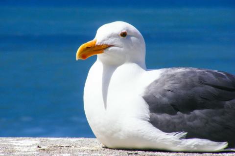 Seagull. The Thai for "seagull" is "นกนางนวล". Seagull. The Thai for "seagull" is "นกนางนวล".