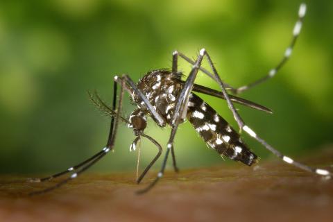 Mosquito. The Thai for "mosquito" is "ยุง". Mosquito. The Thai for "mosquito" is "ยุง".