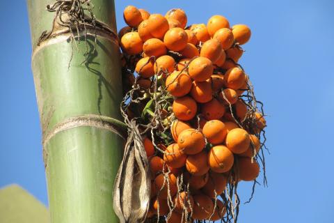 Areca nut. The Thai for "areca nut" is "หมาก". Areca nut. The Thai for "areca nut" is "หมาก".